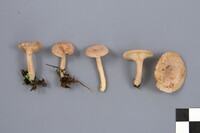 Lactarius glyciosmus image